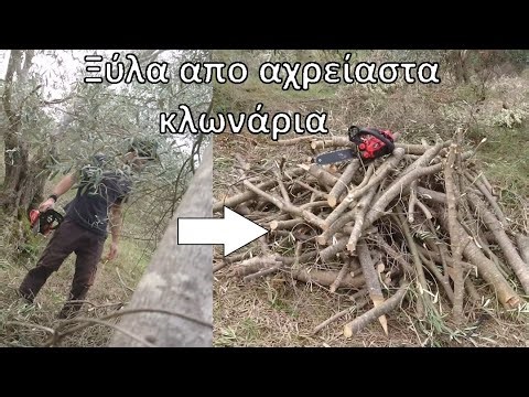 Βγάζω Ξύλα απο Κλωνάρια Ελιών που Κλαδεύτηκαν