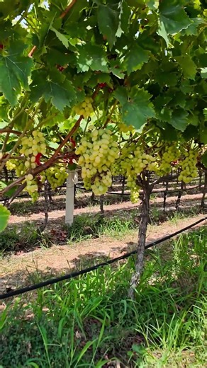 Escape to Eleftheres, Kavala: Scenic mountains, lush vineyards & stunning views of Nea Peramos! 🍇⛰️