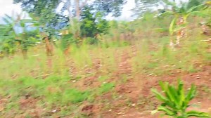 Guys mercy is selling her plot It's kajaga you branch off from bubble masaka road it was an estate The plot is 50/100 @4.5m agreement More details her on 256 778 261208 | Amanda Magezi investments limited