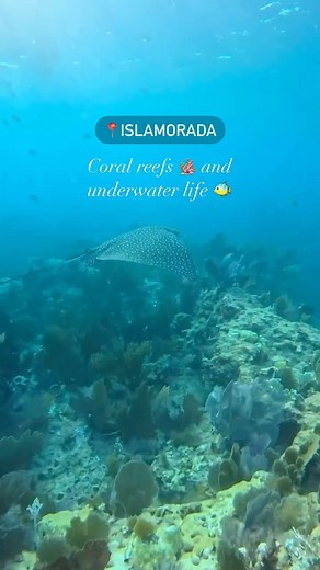 35 reactions | Exploring coral reefs down in the #FloridaKeys ️視 Did you know that coral reefs provide habitat for a large variety of marine life and are also linked ecologically to nearby seagrass & mangroves? Save for your Must See Florida bucket list! : @mbuxxx Islamorada, Florida Keys Tag #mustseeflorida to share your experience in FLRDA! - Follow @mustseeflorida | Must See Florida | Facebook