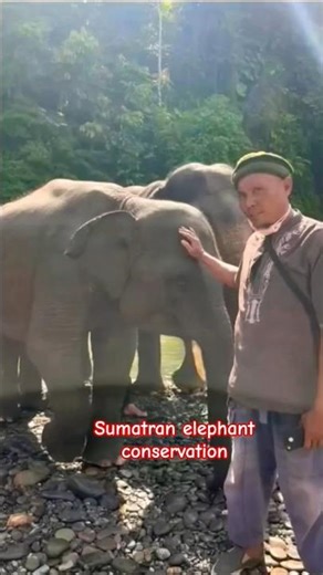 Bukit Lawang and Tangkahan: Home to Sumatra's Wildlife #shorts #bukitlawang #youtubeshorts
