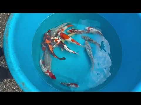 AUCTION FUN @NEWFORESTKOI (VID 215) ‪@New-Forest-Koi‬ ‪@LeTwistedOne‬ ‪@Carl.B79‬ #koi #koiauction