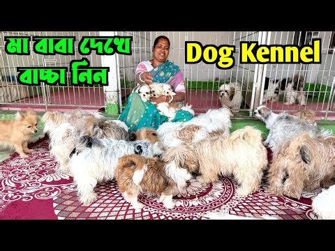 Lhasa Apso & Shih Tzu Puppies Sale. Dog Kennel in Sonarpur. Dog Market in Kolkata Price.