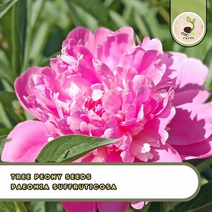 Tree Peony Seeds – Paeonia Suffruticosa, Hardy Flowering Shrub With Color Mix Blooms - Etsy