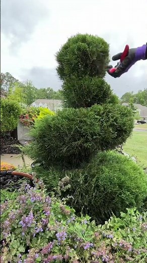 Topiary Tree Pruning: Spiral Juniper: How to prune a Spiral Juniper