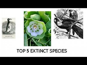 Extinct animals: facts for kids | National Geographic Kids natgeokids.com