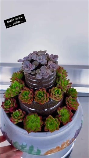 Tutorial on creating a tower-shaped succulent arrangement! #SucculentStyling #PlantingTips