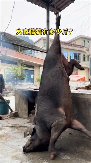 PiggFarming on Instagram: "3 Ways to Raise Pigs for BIG Farmhouse Profits! 🐷💰 Want to turn pig farming into a highly profitable business? In this video, we’ll show you three powerful ways to raise pigs in a farmhouse setting and maximize your earnings. Whether you’re just starting out or already farming, these practical tips will help you boost your farm’s profitability while ensuring your pigs grow healthy and strong. We’ll cover: ✅ The best pig breeds for fast growth and high returns ✅ Feedi