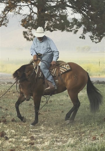 Bay Mare Training Tips for Cowboy Enthusiasts