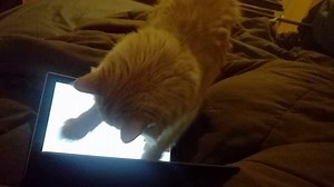 Parker wants to watch Homestar Runner Parker The Cat