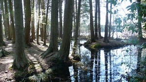 Strolling New Jersey's Cedar Swamps