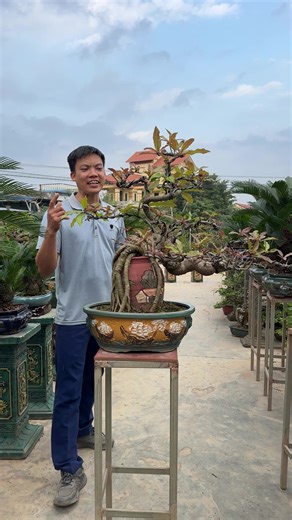 Cây bonsai mini để bàn - Ý tưởng trang trí không gian