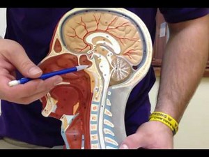 HEAD Model - Head and Neck Anatomy - USMLE Step 1