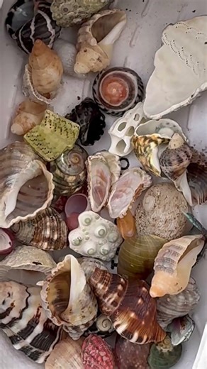 Shell collecting is epic! #australia