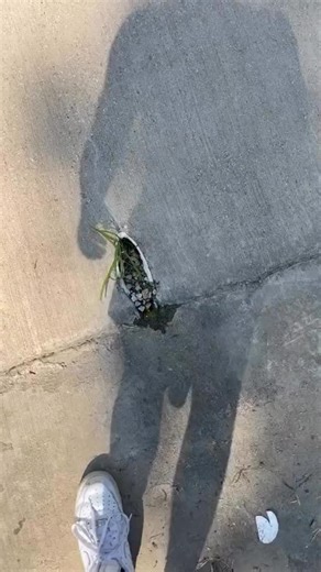 Chandler Cooper on Instagram: "A lot of frogs frogs#"