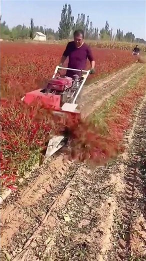 Pepper harvesting process using the hand push harvester