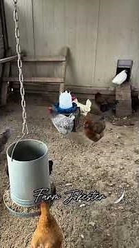 The Shocking Truth About Winterizing Your Chicken Coop and How To Do It Right! #chickens #winter
