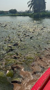 1.3K views · 14 reactions | Amazing Fish farming #reelsvideoシ | Fish Farm zone | Facebook