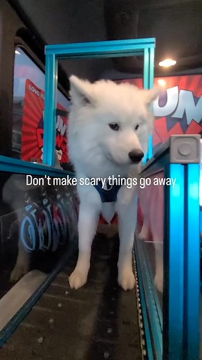 Don't make scary things go away. That teaches your dog to act afraid and then the scary things disappear. This does not build confidence. Instead, expose them to the scary things in a safe and controlled way, and help them to get used to them. Over time, they will no longer be afraid of that thing. Do this with many different things, and you will teach your dog to be confident about new, scary situations. Confidence is a gift for your dog, helping them to learn to enjoy life instead of being afr