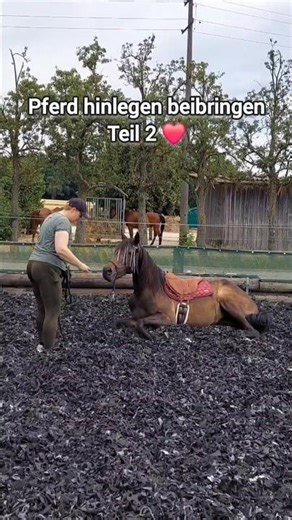 Teaching a horse to lie down ❤️ Part 2 #circus #tricktraining