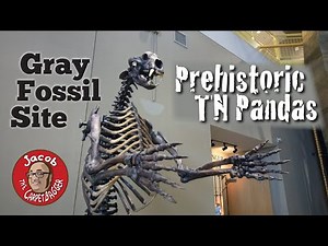 Prehistoric Tennessee Pandas at the Gray Fossil Site