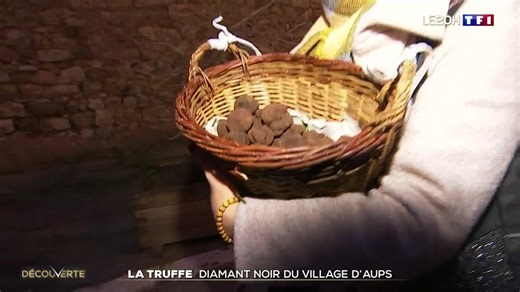 La truffe, diamant noir du village d'Aups