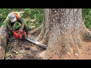 Hard to be conquered... Cut down a large trembesi tree in a difficult location.