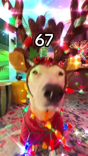 HOW MANY DAYS UNTIL CHRISTMAS?? #67 #sixseven #christmas #holiday #happyholidays
