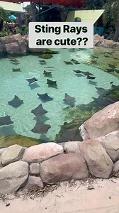 95K views · 3K reactions | I don’t care how cute stingrays look… we still got beef. #RIPSteveIrwin #ForeverSalty #90sKidsRemember | Real Reality Fantasy Football | Facebook