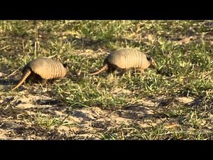Mating frenzy of Six-Banded Armadillos 3