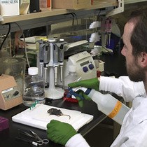Video: Digestion of the Murine Liver for a Flow Cytometric Analysis of Lymphatic Endothelial Cells