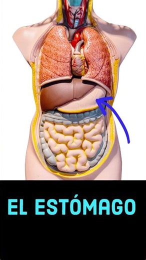 The Digestive System in Spanish! (171)