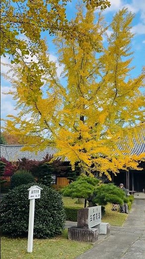 Japan History / In feudal Japan, the powerful Shoguns ruled with abs...