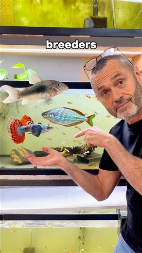 3 easy fish species to breed for beginners!✅🐟 #fishtank #aquarium #fishbreedingtips #fishbreeders