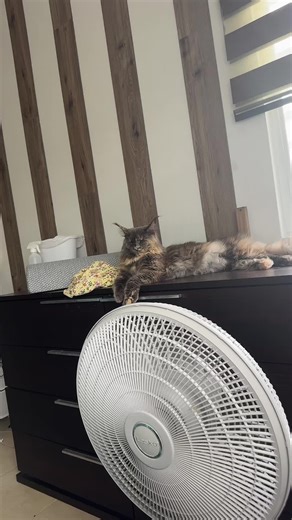 mavi's tok on TikTok