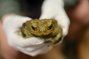 “TOAD RUNNER” MAKES HIS WAY TO CENTRAL COAST - NBN News