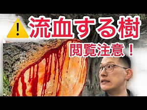 Anatomy of the Dragon's Blood Tree 🩸⚠️ What is this shocking plant that bleeds when cut?