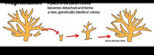 Coral Reproduction - Coral Disease & Health Consortium