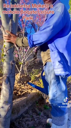 18 reactions · 3 comments | Preparing for our festival. Basotho Culture and Food Tasting Festival at Boqate Leisure Park | Adv Julius Motsoari | Facebook