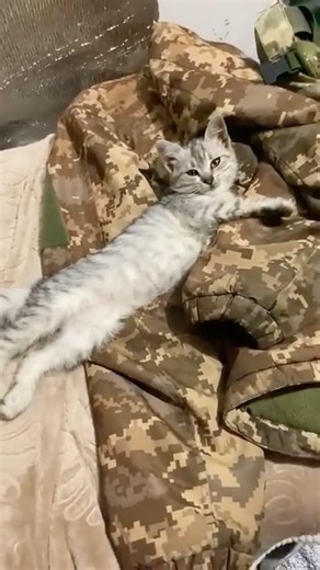 Oh, hello. Really, I don't think I'm ready to get up yet. | In Ukraine