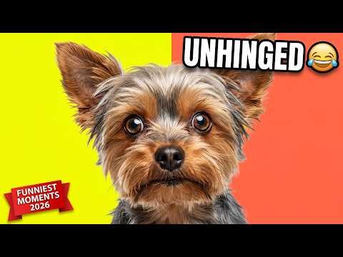 My Yorkie Is Unhinged Funniest Moments Compilation