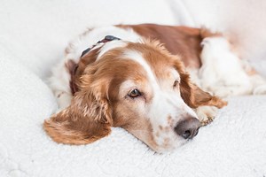 Hemangiosarcoma in Dogs: What to Know