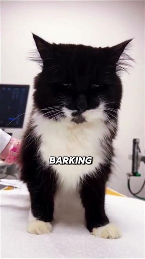 This Cat Forgot How To Meow 😹 #cat