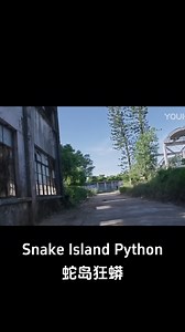 The giant python is in hot pursuit! #蛇岛狂蟒 #SnakeIslandPython #优酷电影 #youkumovie | Youku Movie