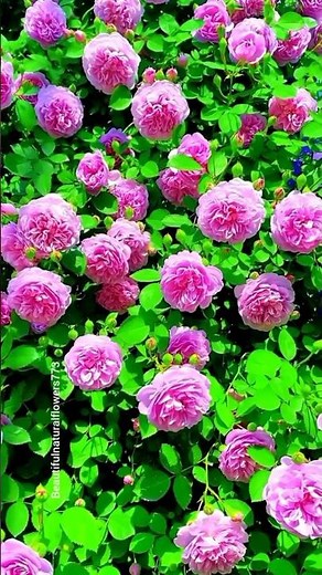 🌸 Pink Rose Flowers in Full Bloom | Beautiful Pink Rose Garden Tour 4K"