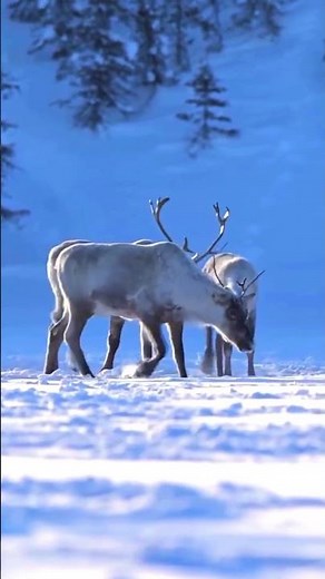Beautiful Reindeer Running Through Snowy Wilderness