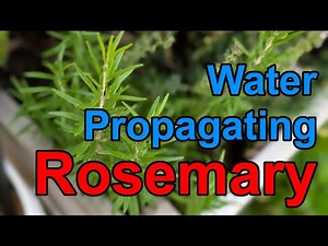 How To Water Propagate Rosemary