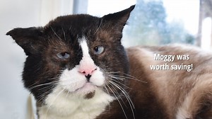 Moggy is one of our most ferocious "lost cause" feral cats of all time. You won't believe his transformation! 💕 Being feral, FIV , quite ferocious, sick and in need of eye surgery, Moggy would have been euthanized almost anywhere. After the hardships he's survived, we knew he deserved a chance to experience love, comfort and freedom from pain... on his terms. We didn't know if he could be happy living indoors, or if he could overcome past traumas and feel safe around humans. We had to work real