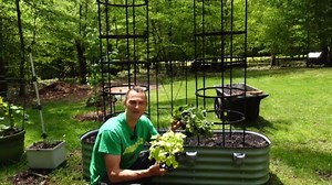 Veggies to Grow in a Raised Bed Planter this Summer - Tips for a Big Harvest