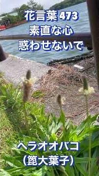 花言葉 473 ヘラオオバコ